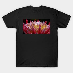 Protea Royal - Western Australia T-Shirt